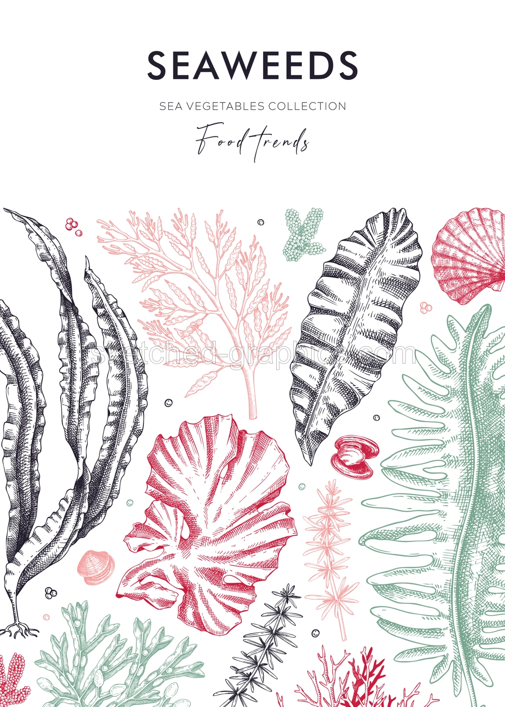 Edible seaweed card or invitation with hand drawn algae. Kelp, kombu, wakame, hijiki, Irish moss botanical illustration. Underwater plants vector frame. Healthy food ingredients design  Illustration